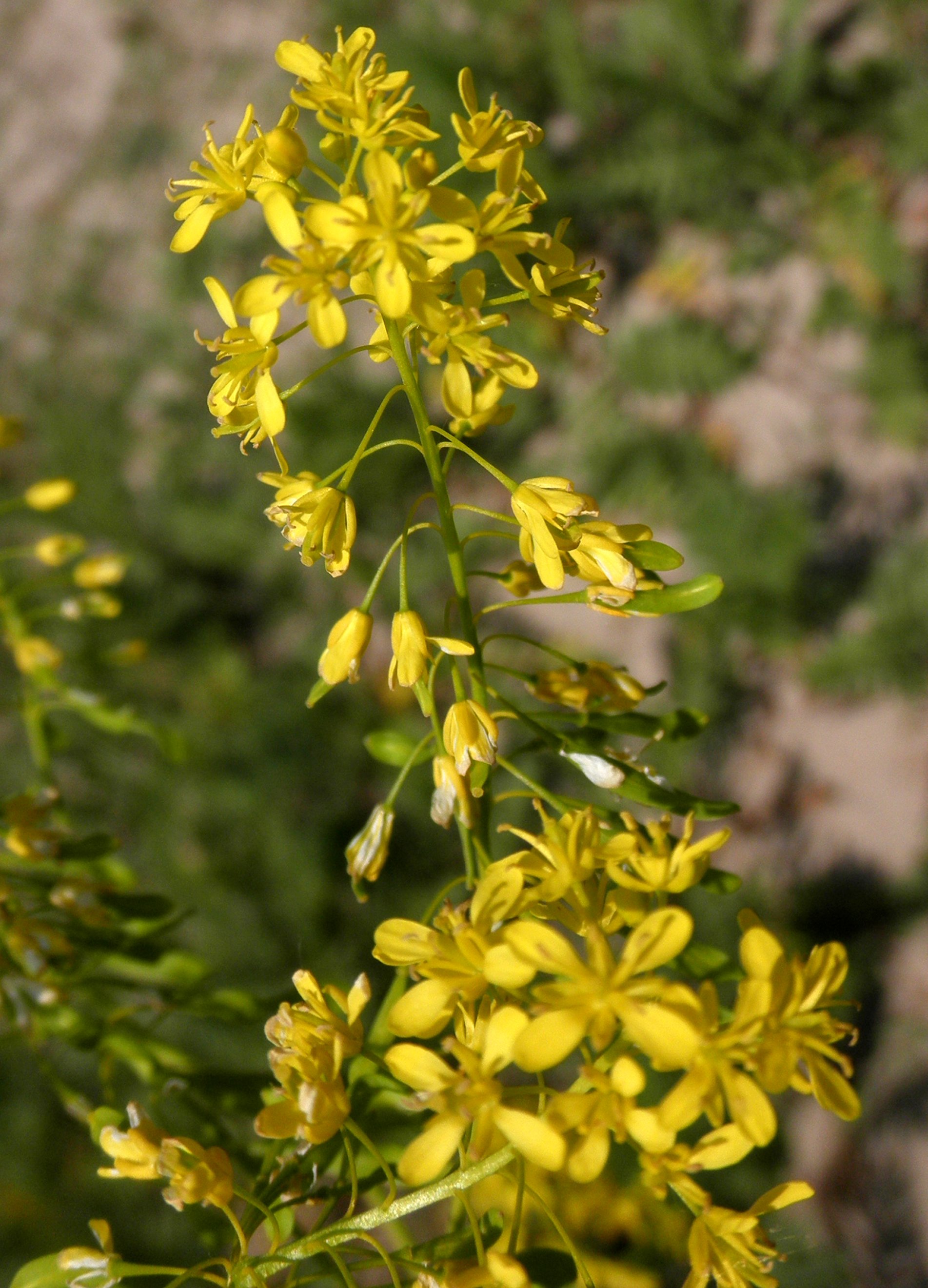 Isatis tinctoria (door Bert Verbruggen)