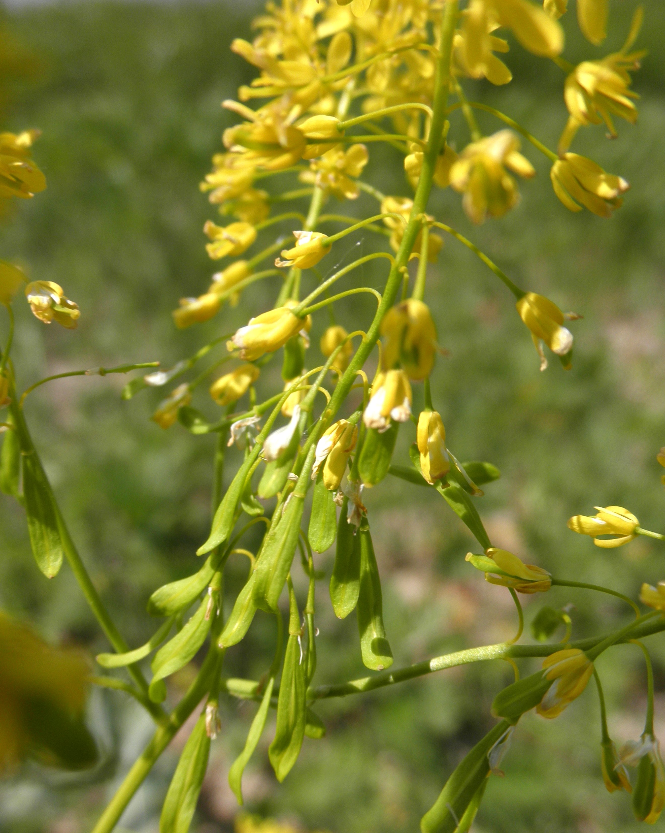 Isatis tinctoria (door Bert Verbruggen)