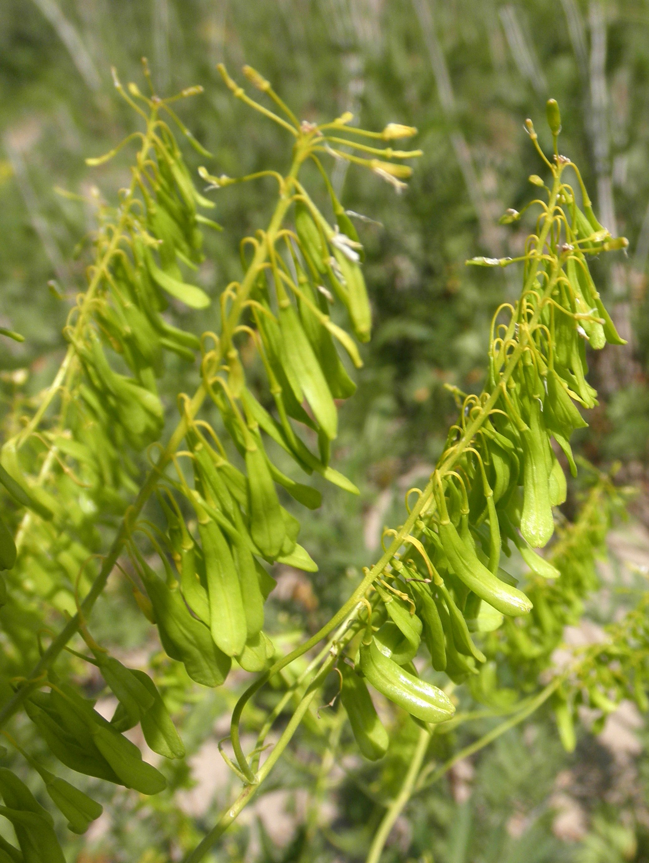 Isatis tinctoria (door Bert Verbruggen)