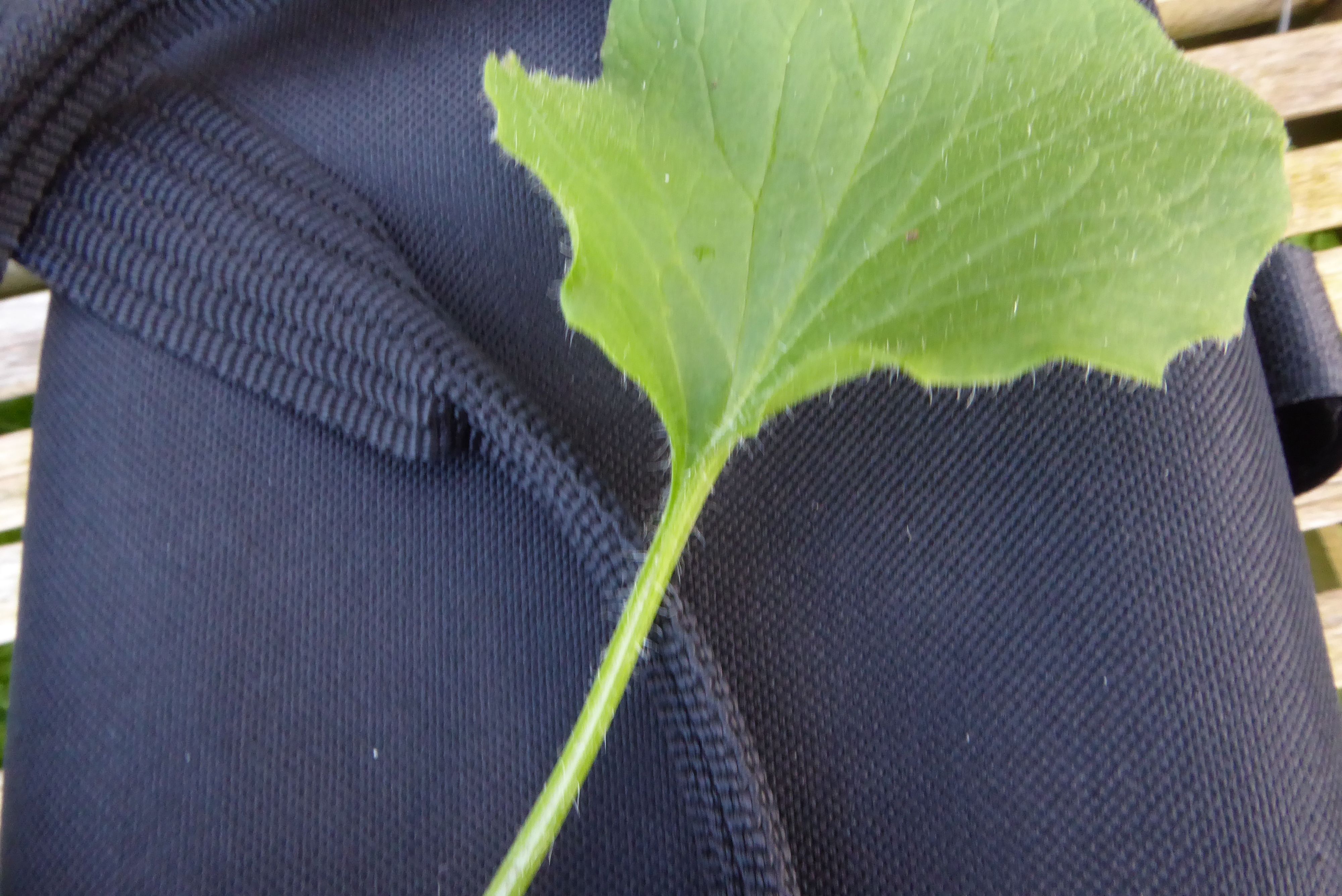 Doronicum plantagineum (door Koen van Zoest)