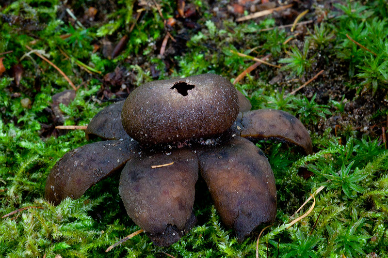 Astraeus hygrometricus (door John Breugelmans)