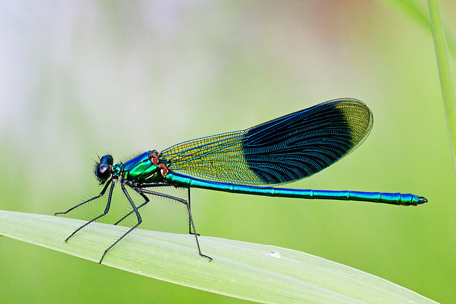 Calopteryx splendens (door John Breugelmans)