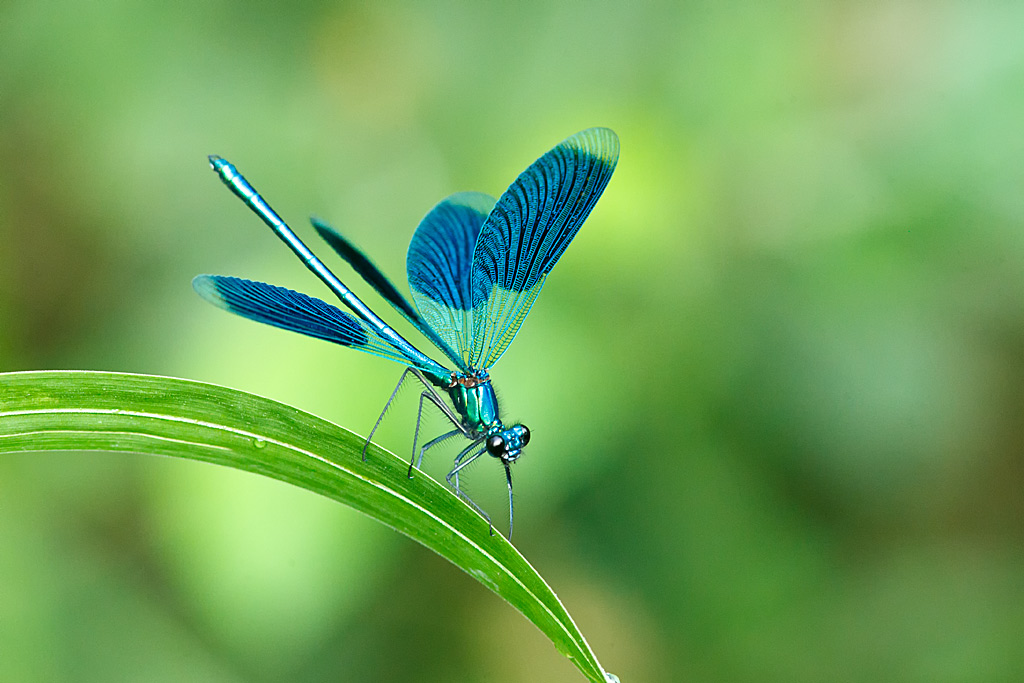 Calopteryx splendens (door John Breugelmans)