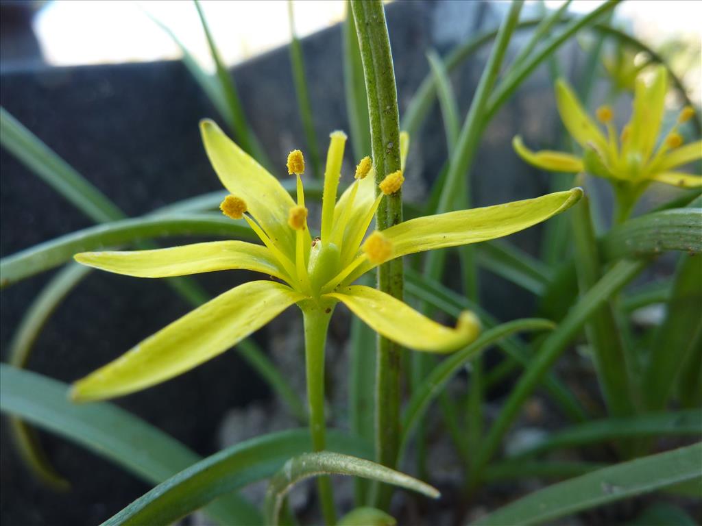 Gagea pratensis (door Koen van Zoest)