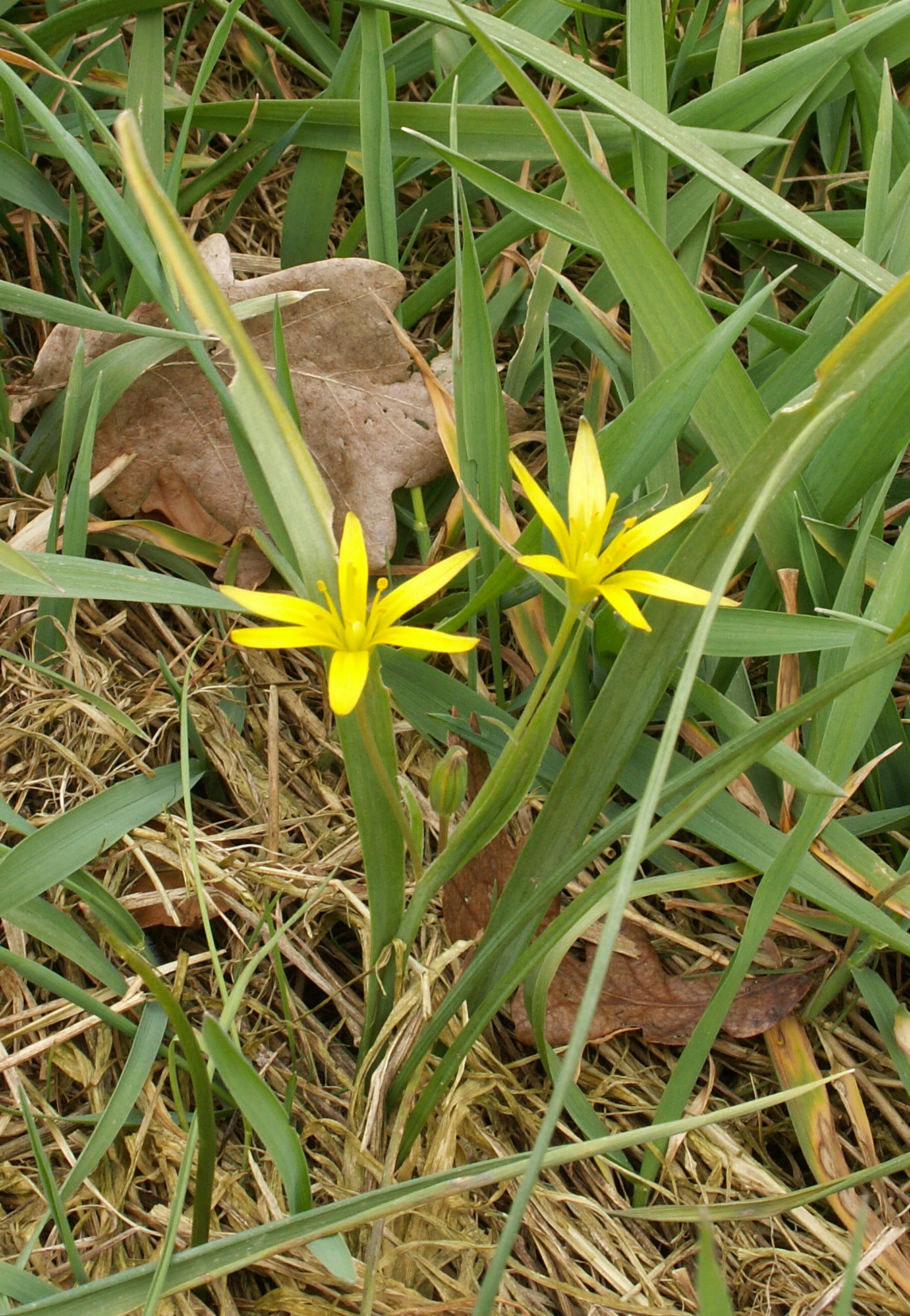 Gagea pratensis (door Han Beeuwkes)