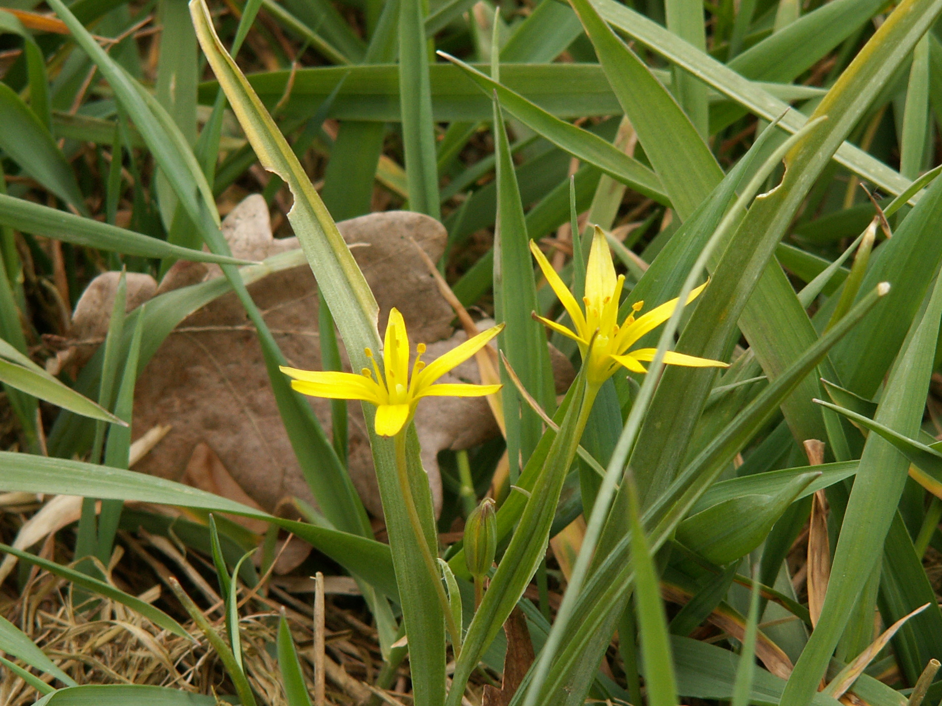 Gagea pratensis (door Han Beeuwkes)