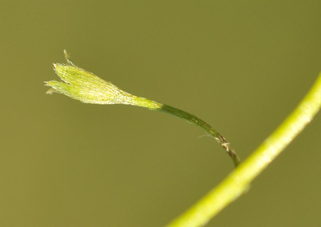 Myosotis scorpioides subsp. nemorosa (door Theo Muusse)