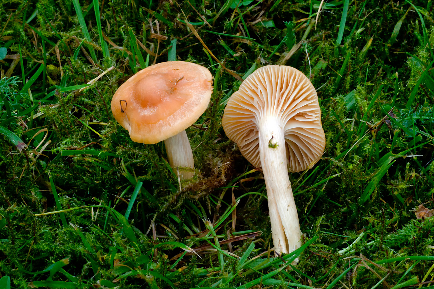 Hygrocybe pratensis (door John Breugelmans)