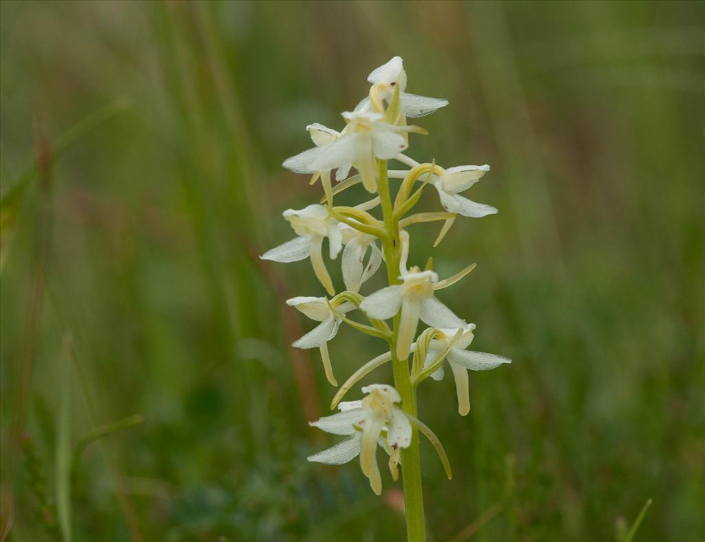 Platanthera bifolia (door Wijnand van Buuren)