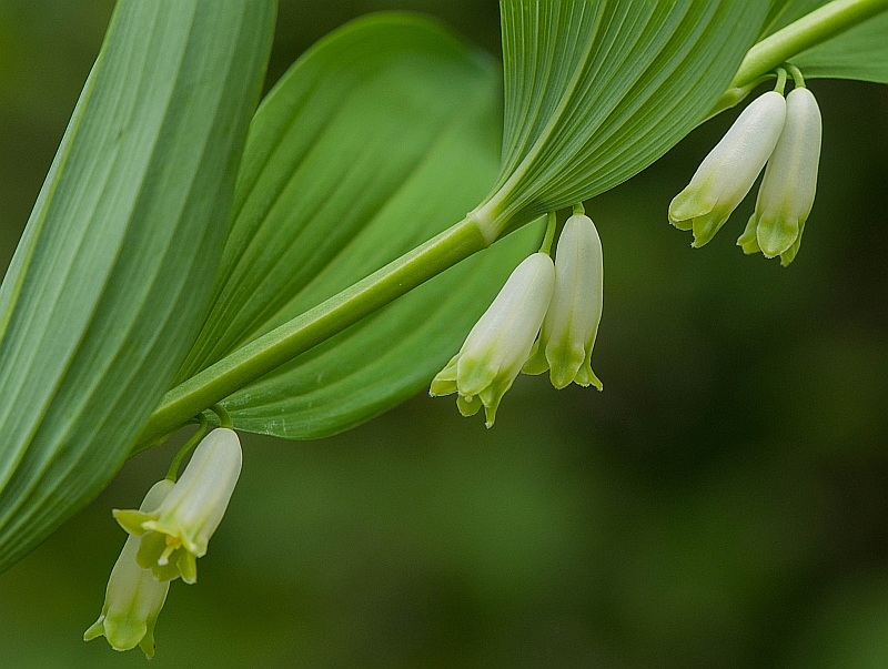 Polygonatum odoratum (door Wijnand van Buuren)