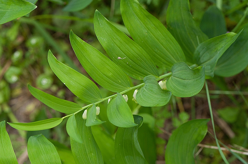 Polygonatum odoratum (door Wijnand van Buuren)