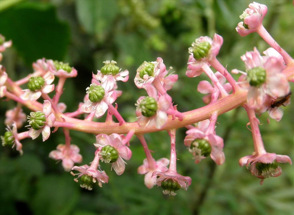 Phytolacca americana (door Bert Verbruggen)