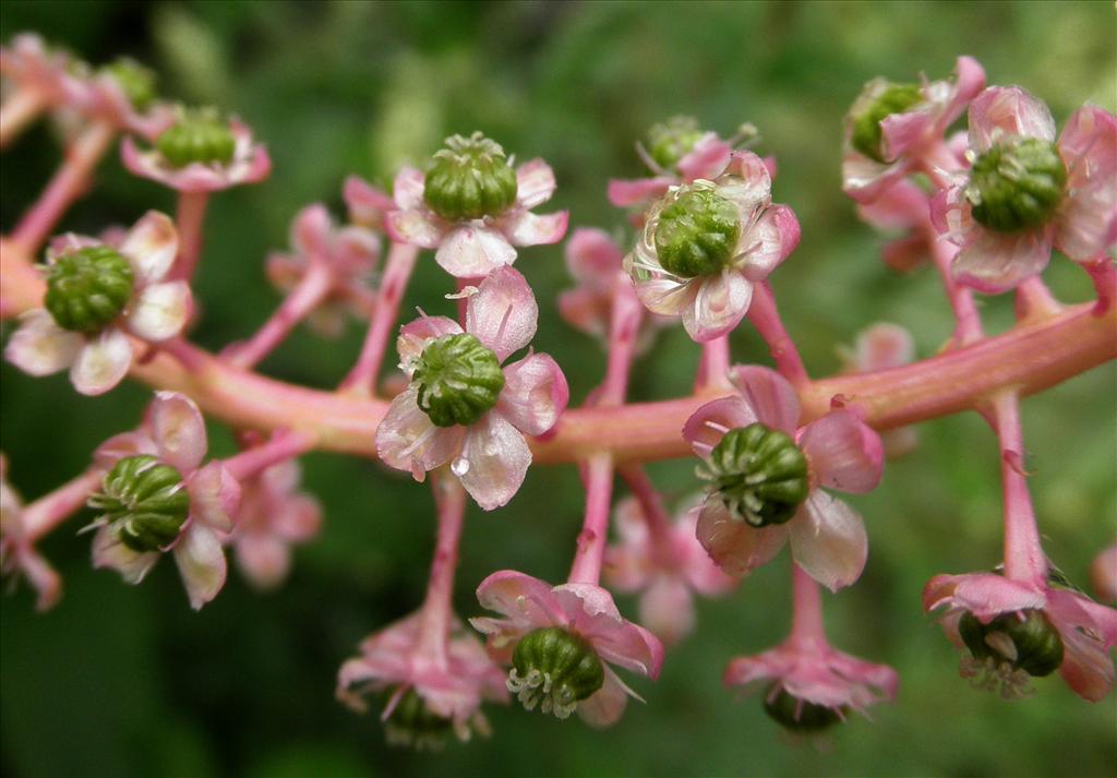 Phytolacca americana (door Bert Verbruggen)