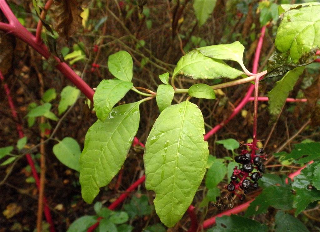 Phytolacca americana (door Bert Verbruggen)