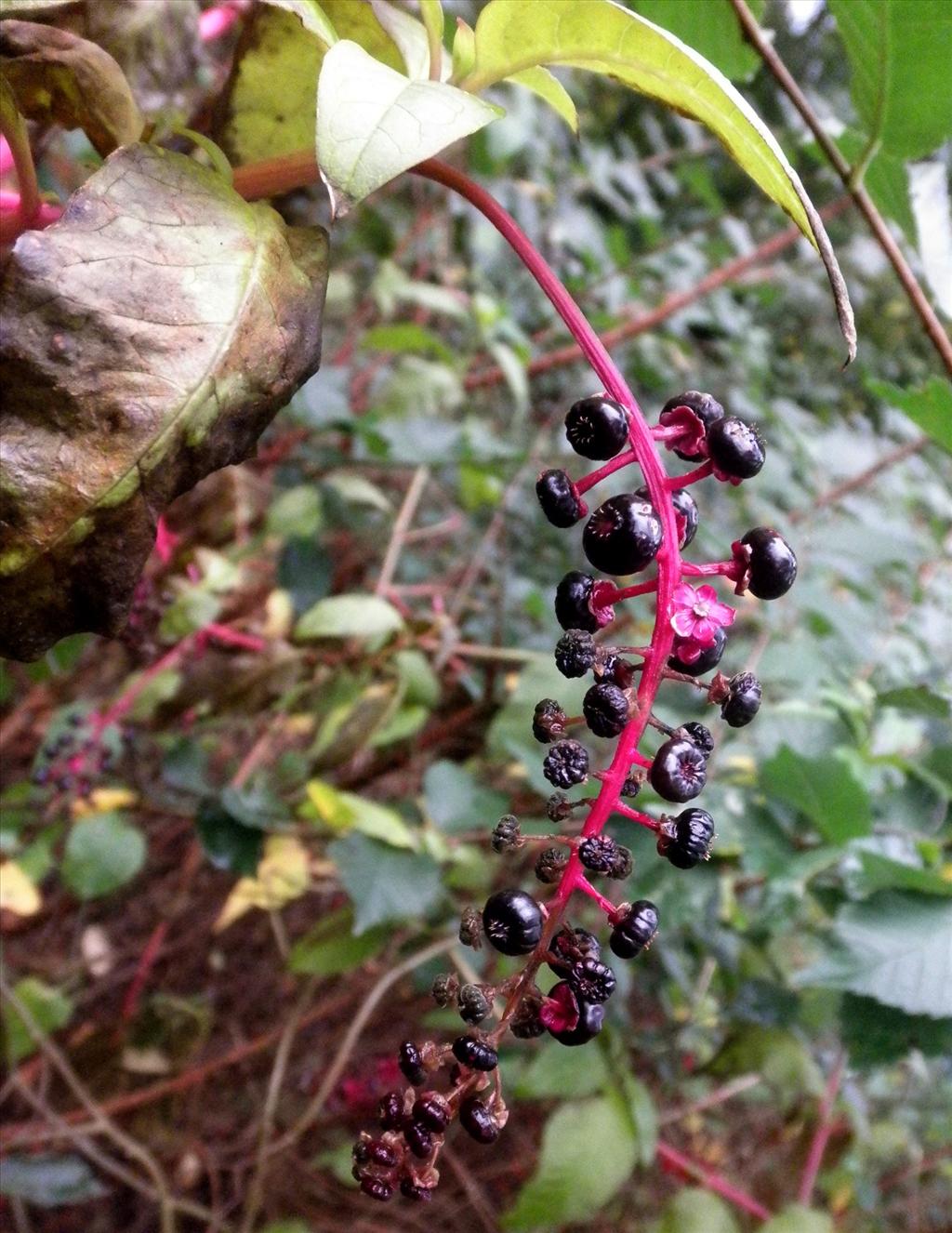 Phytolacca americana (door Bert Verbruggen)