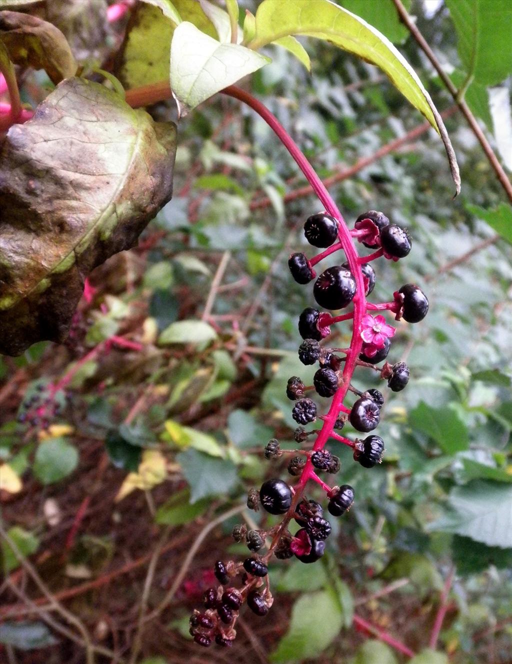 Phytolacca americana (door Bert Verbruggen)