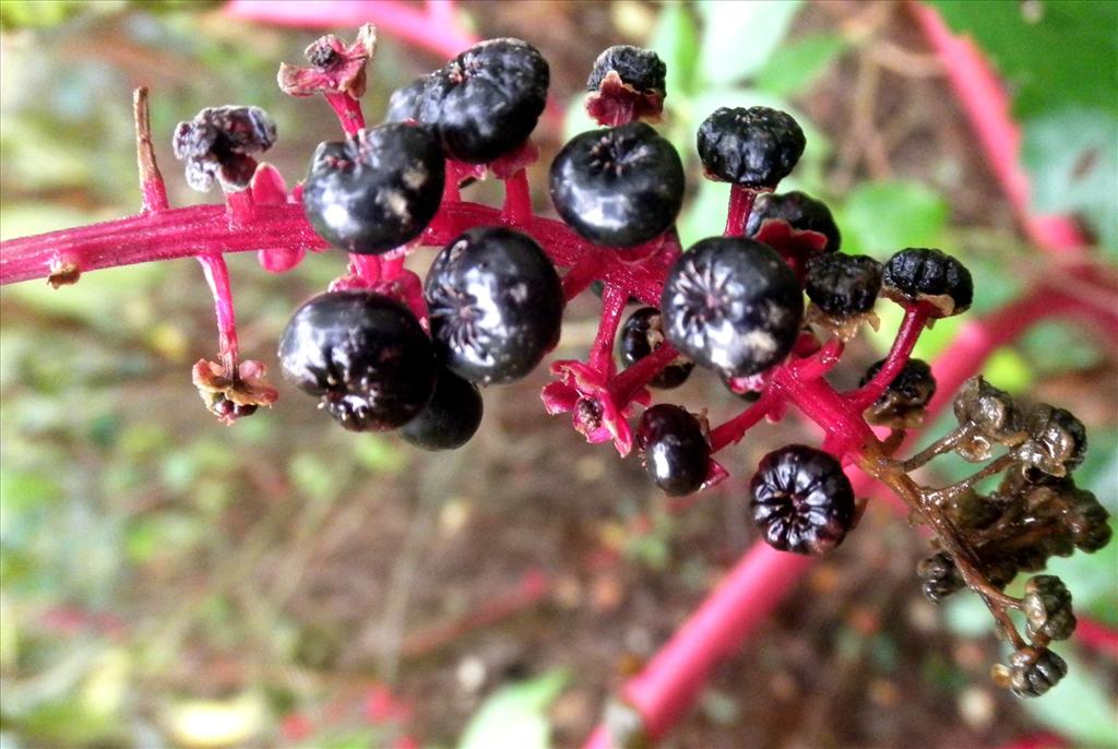 Phytolacca americana (door Bert Verbruggen)