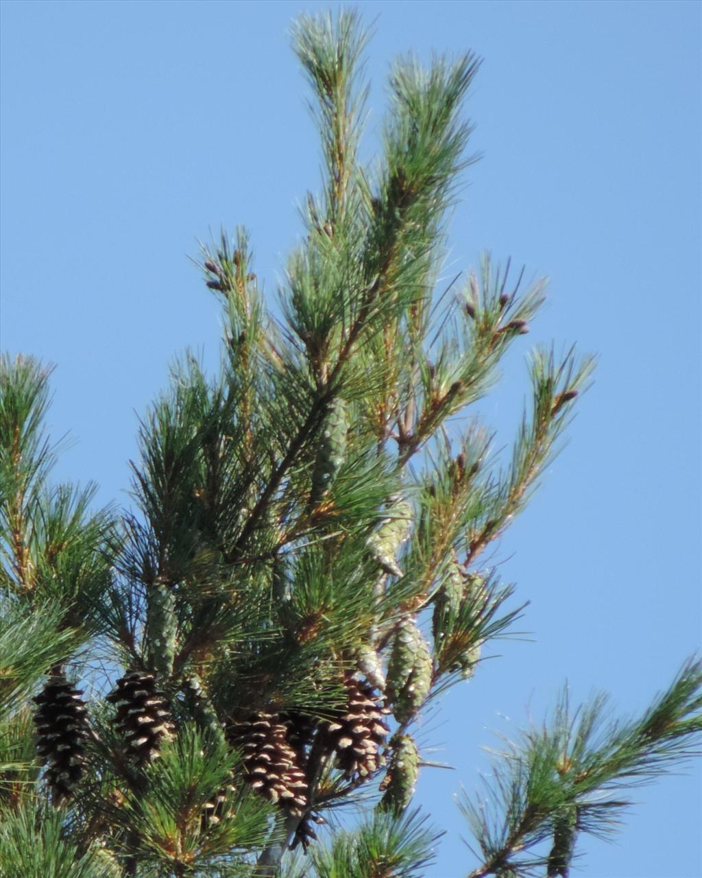 Pinus strobus (door Wim van der Neut)