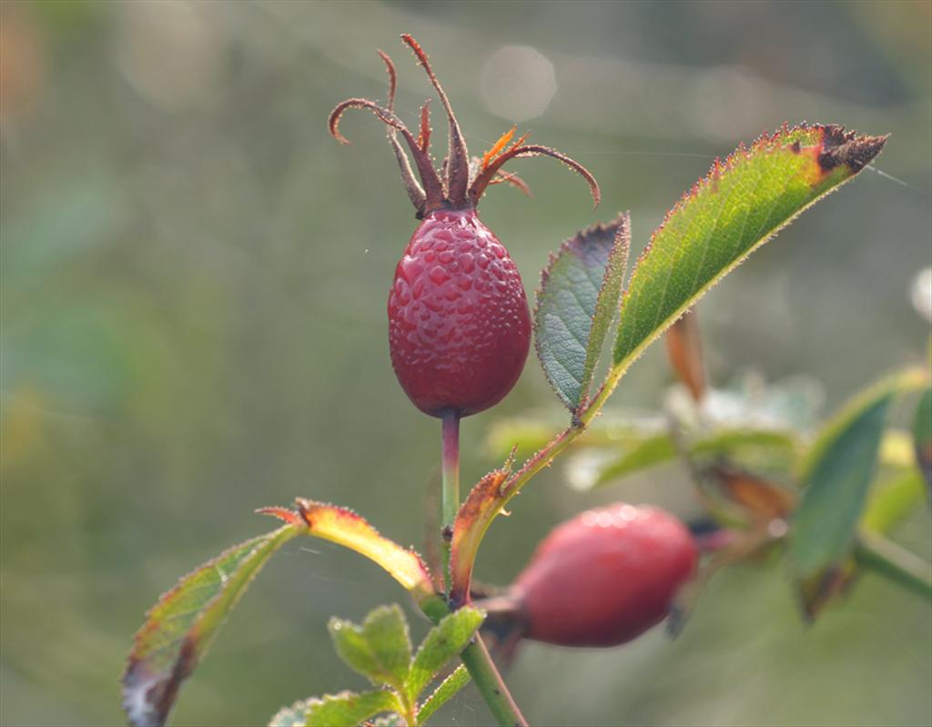 Rosa elliptica (door Theo Muusse)