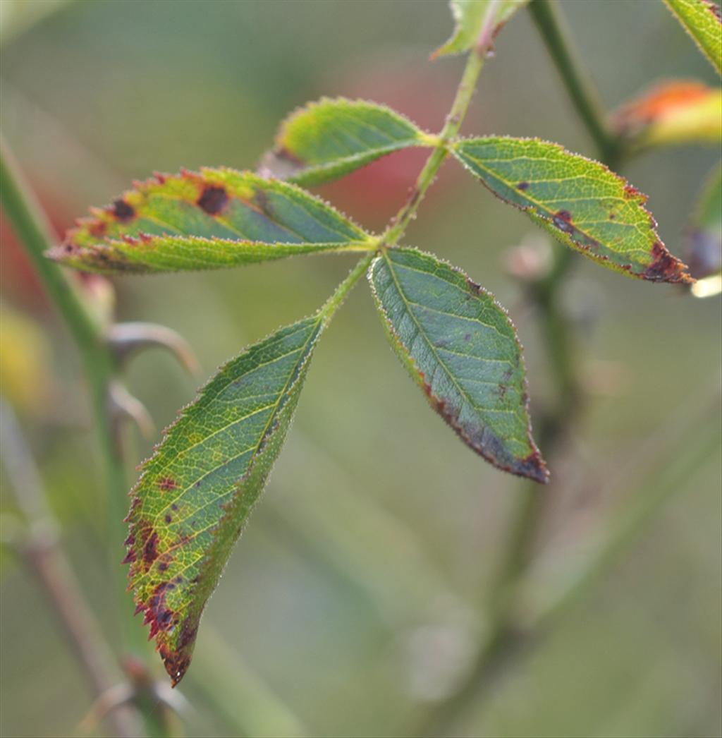 Rosa elliptica (door Theo Muusse)