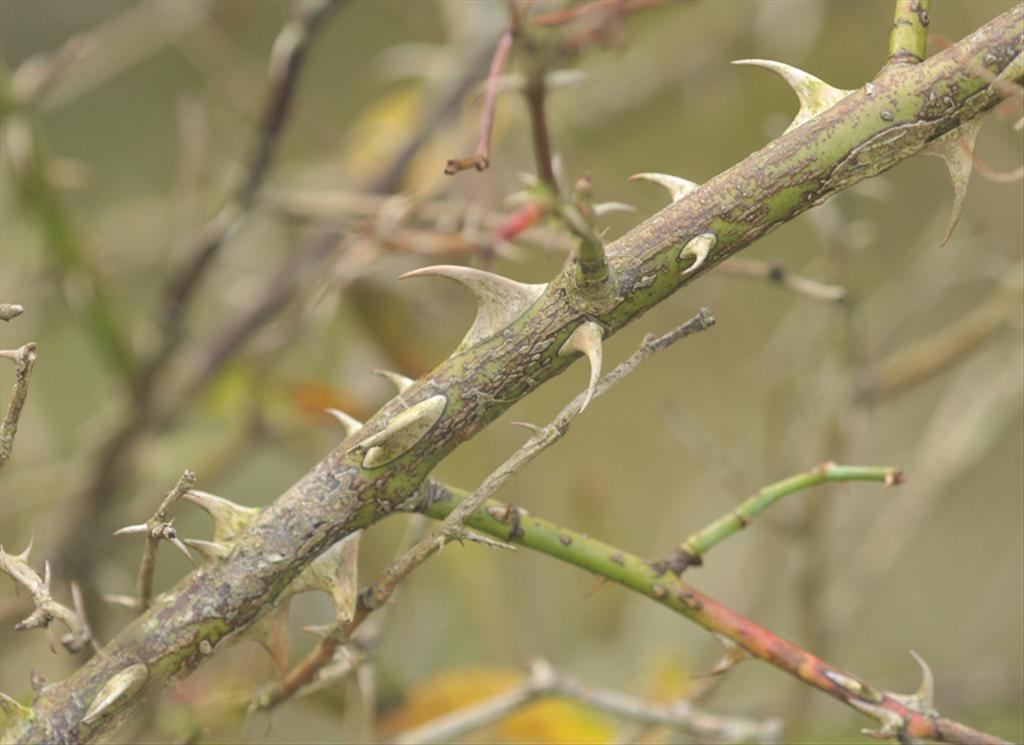 Rosa elliptica (door Theo Muusse)