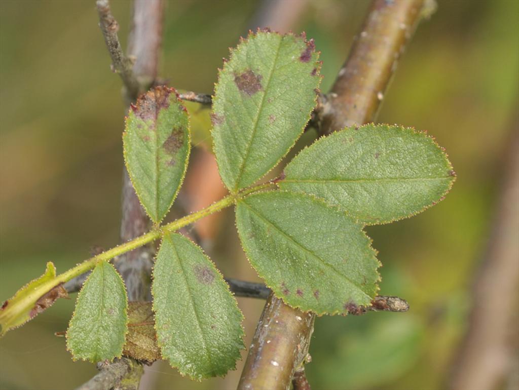 Rosa elliptica (door Theo Muusse)