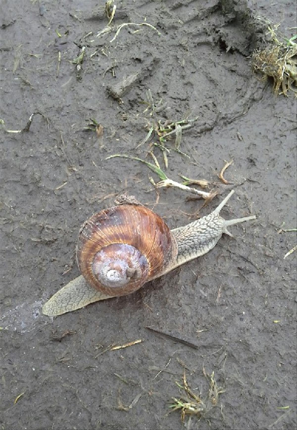 Helix pomatia (door Karine Letourneur)