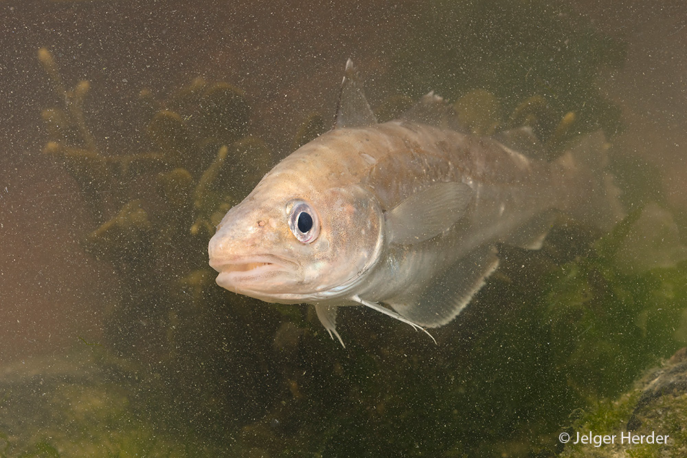 Merlangius merlangus (door Jelger Herder)