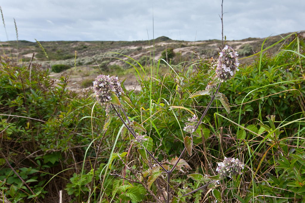 Nepeta cataria (door Joost Bouwmeester)