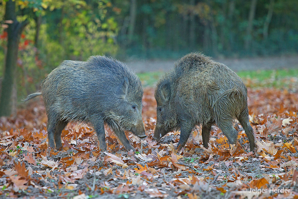 Sus scrofa (door Jelger Herder)