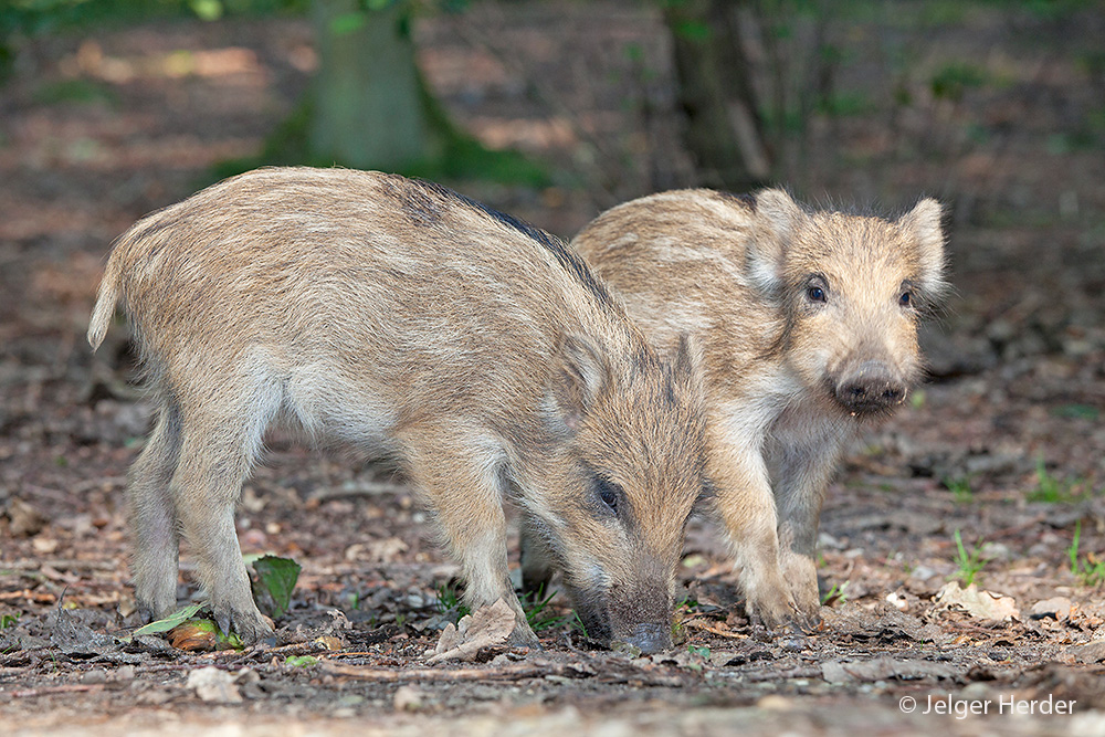 Sus scrofa (door Jelger Herder)