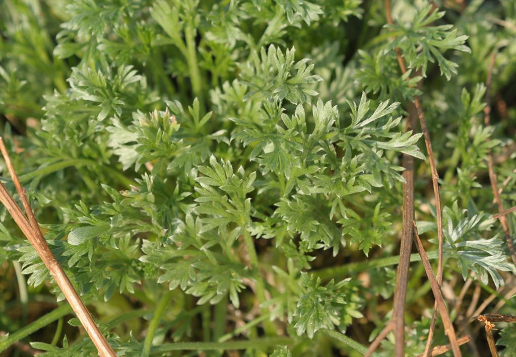 Artemisia campestris subsp. campestris (door Theo Muusse)