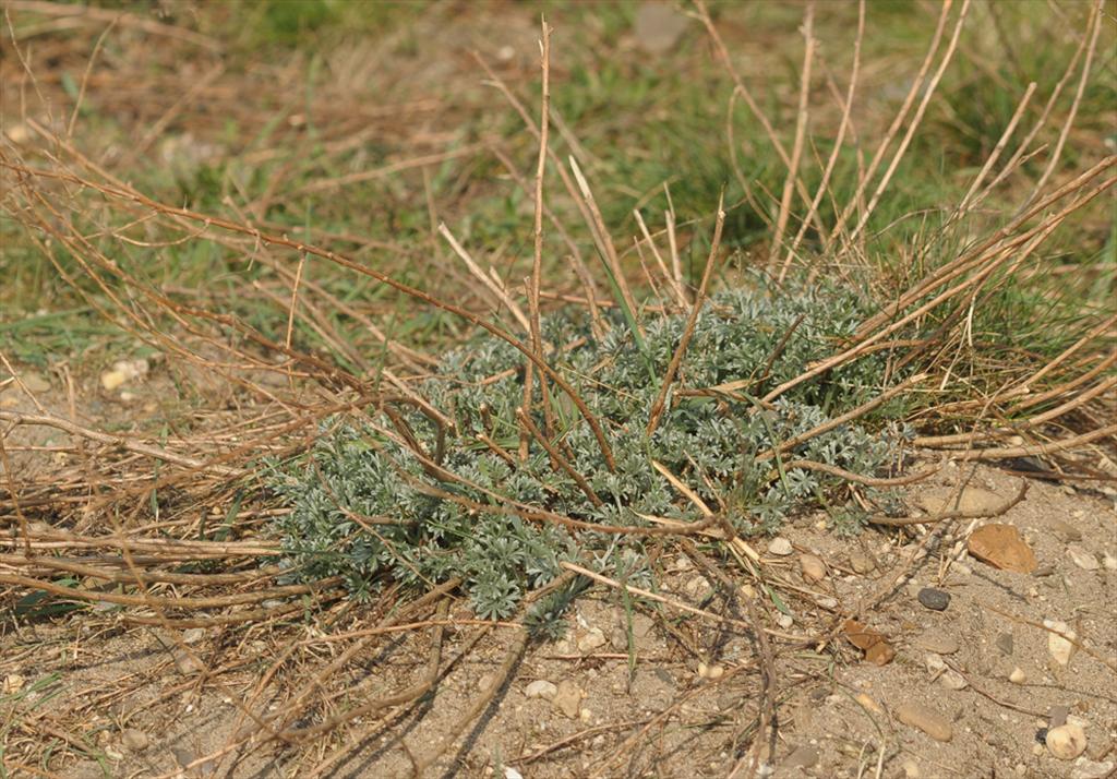 Artemisia campestris subsp. campestris (door Theo Muusse)