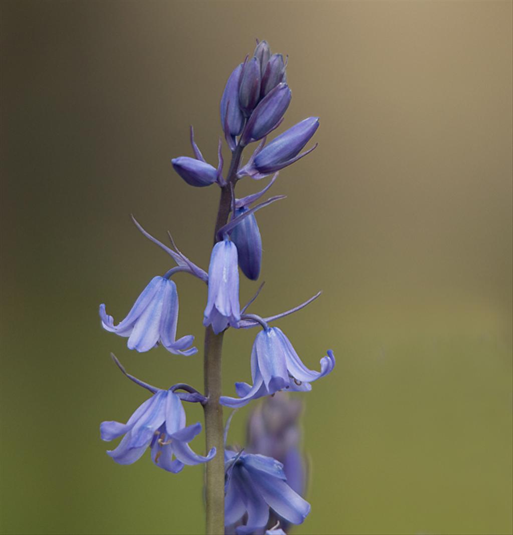 Hyacinthoides x massartiana (door Wijnand van Buuren)