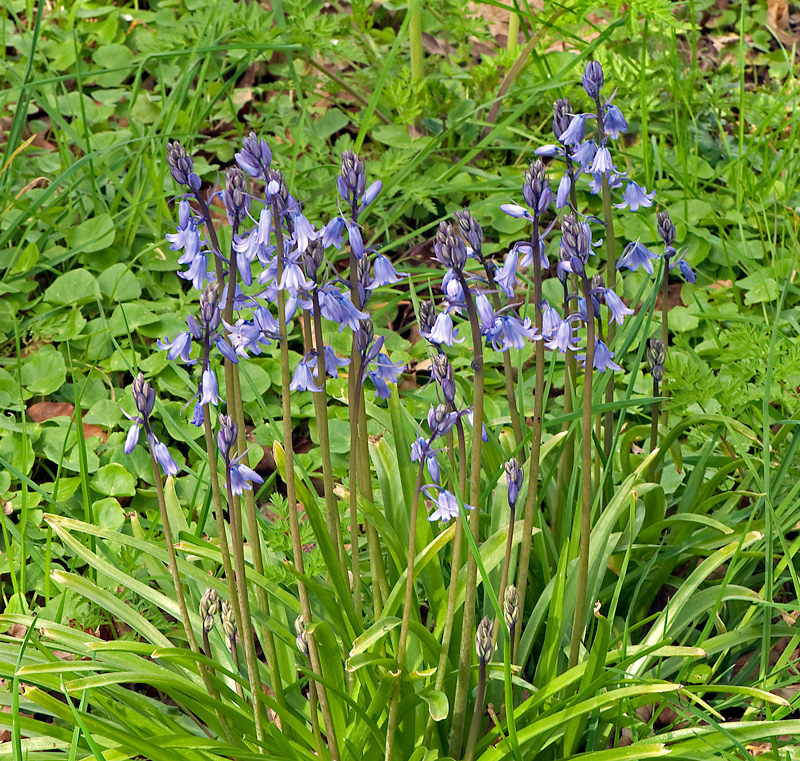 Hyacinthoides x massartiana (door Wijnand van Buuren)