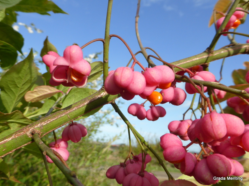 Euonymus europaeus (door Grada Menting)