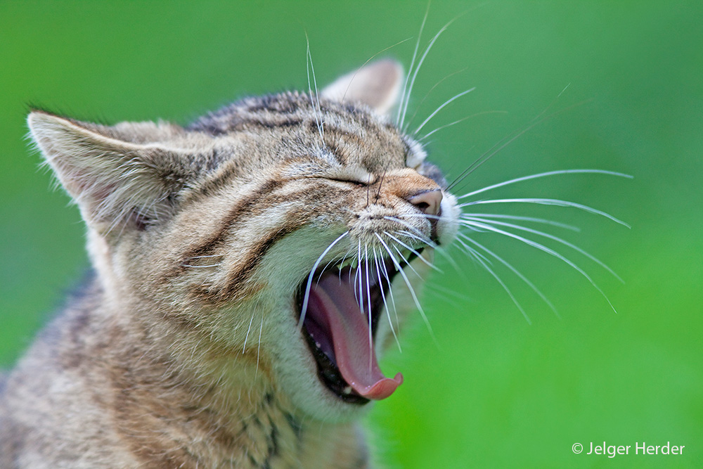 Felis silvestris (door Jelger Herder)