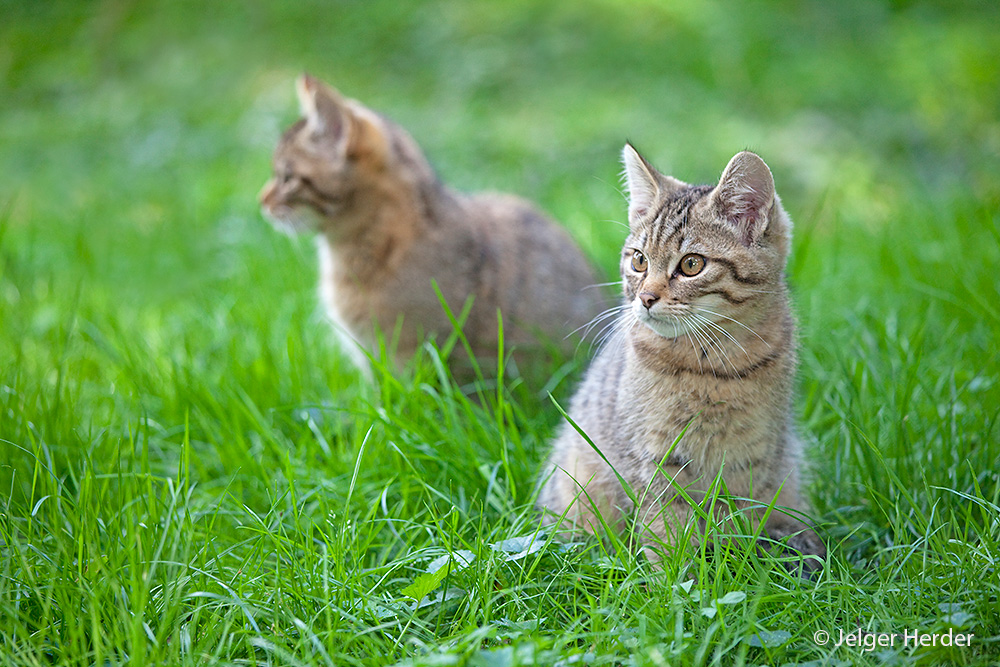 Felis silvestris (door Jelger Herder)