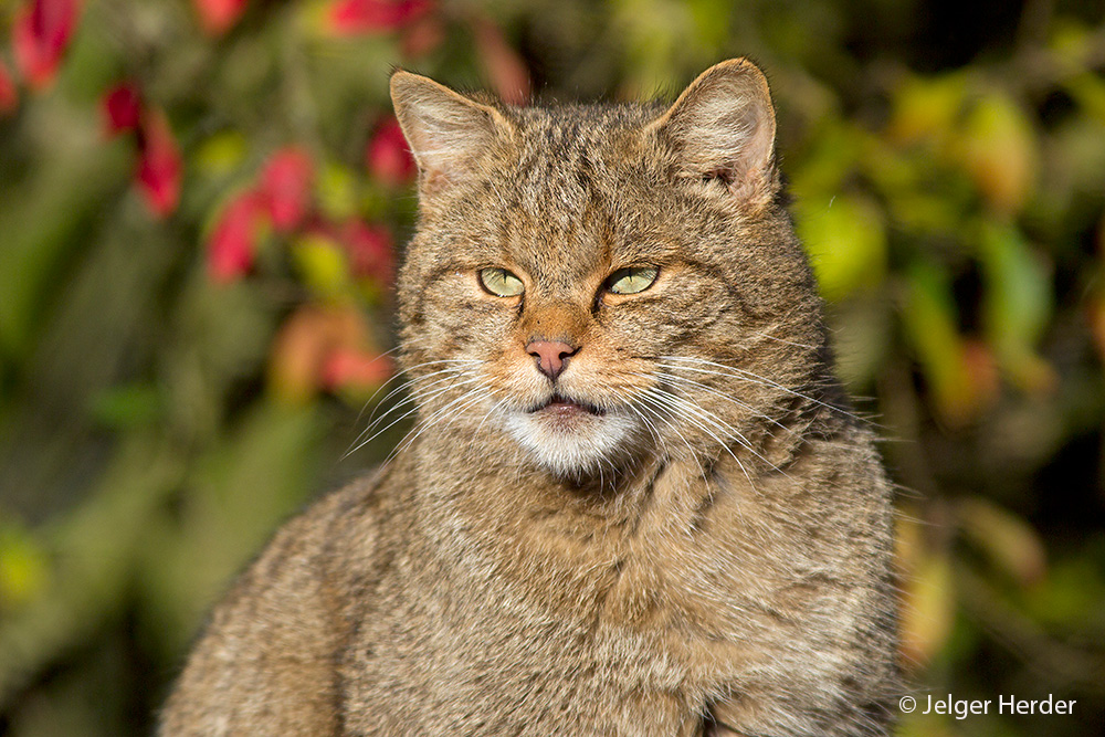 Felis silvestris (door Jelger Herder)