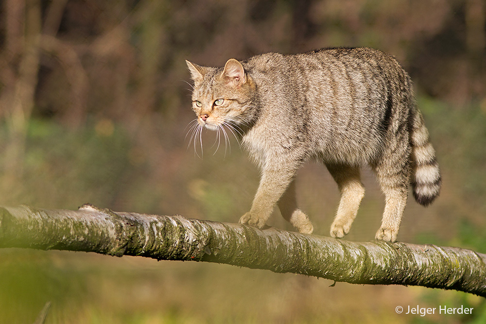 Felis silvestris (door Jelger Herder)