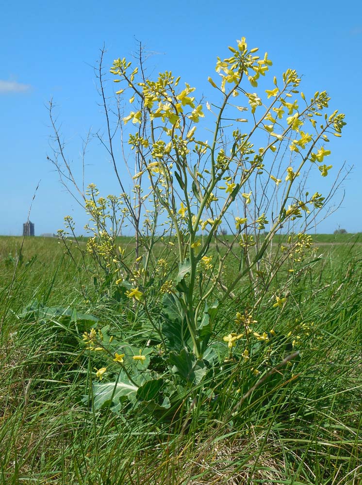 Brassica oleracea subsp. oleracea (door Saxifraga-Ed Stikvoort)