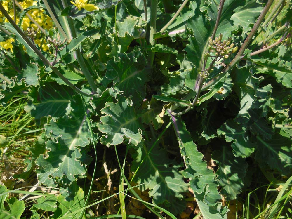 Brassica oleracea subsp. oleracea (door Saxifraga-Ed Stikvoort)