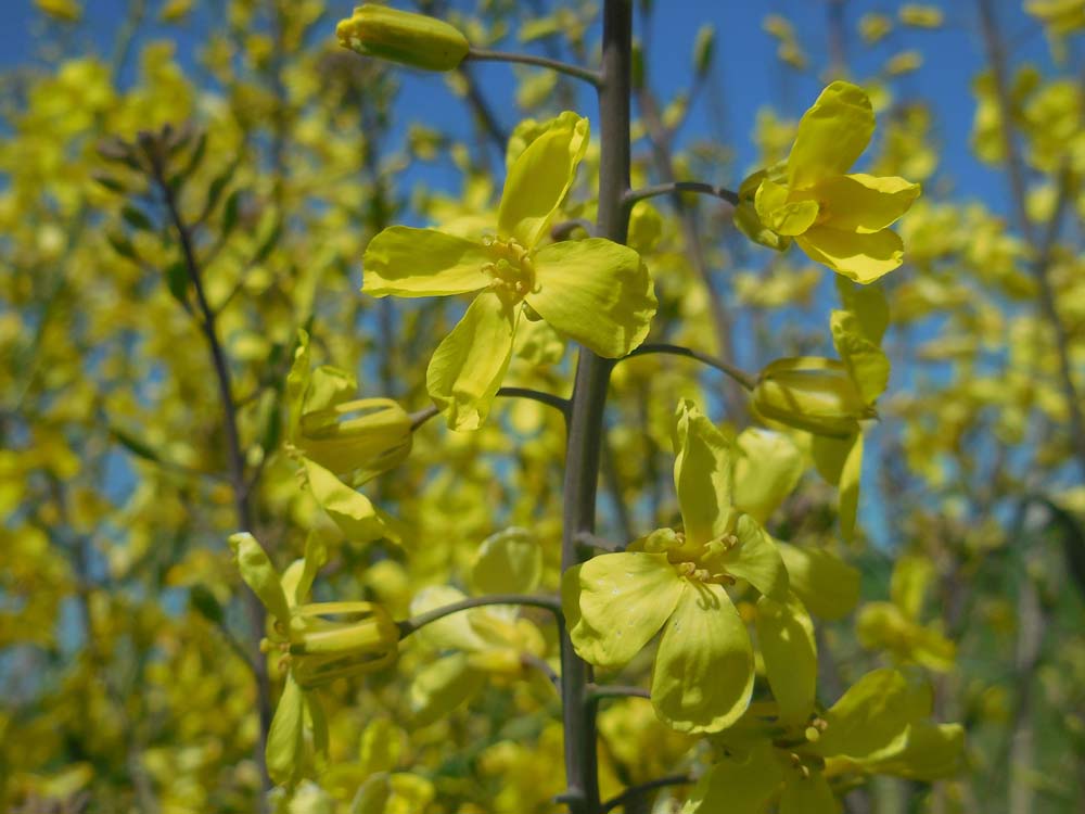 Brassica oleracea subsp. oleracea (door Saxifraga-Ed Stikvoort)