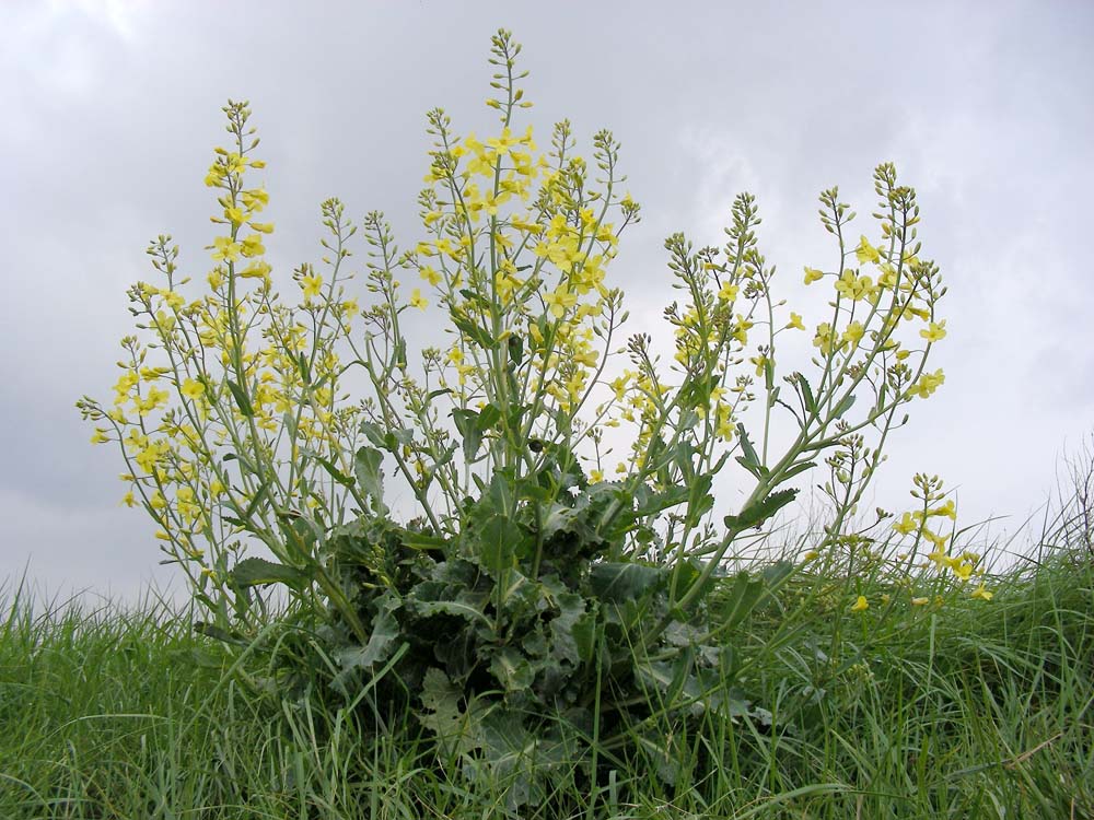 Brassica oleracea subsp. oleracea (door Saxifraga-Ed Stikvoort)