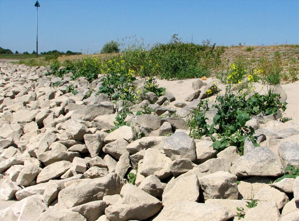 Brassica oleracea subsp. oleracea (door Bert Verbruggen)