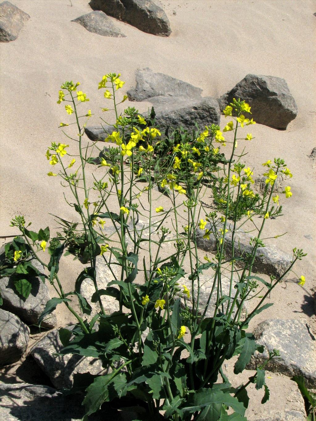 Brassica oleracea subsp. oleracea (door Bert Verbruggen)