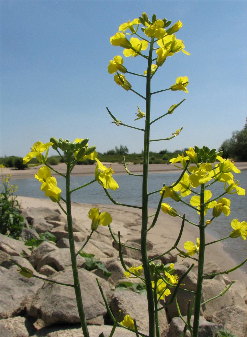 Brassica oleracea subsp. oleracea (door Bert Verbruggen)