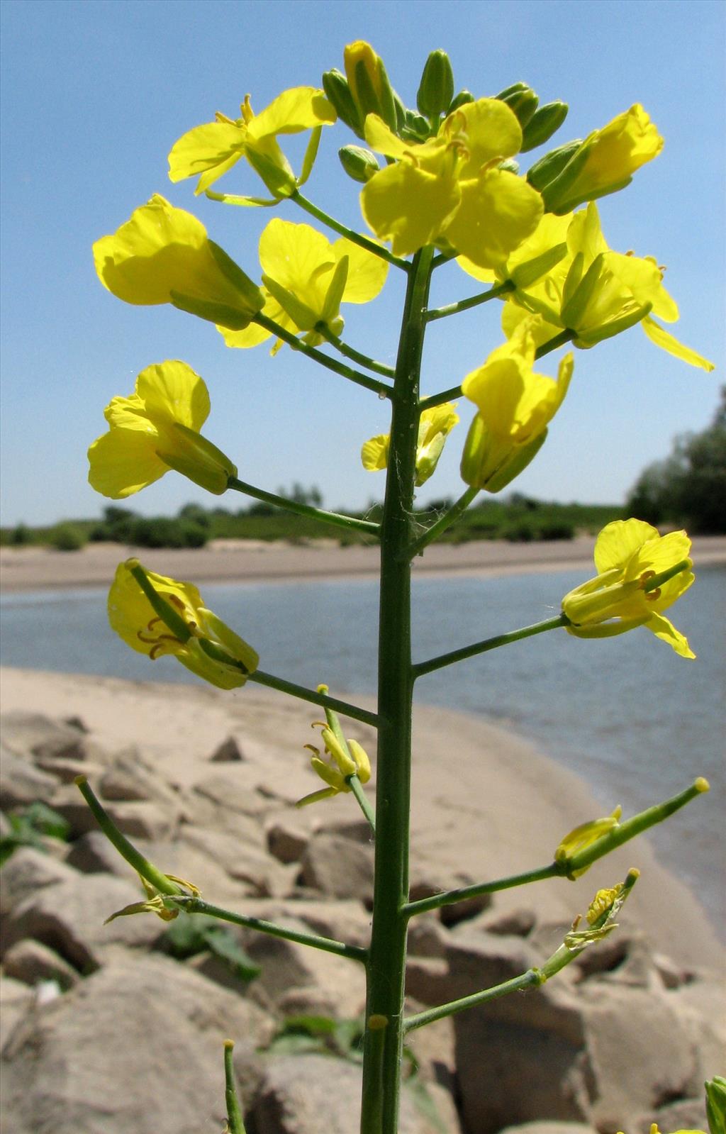 Brassica oleracea subsp. oleracea (door Bert Verbruggen)