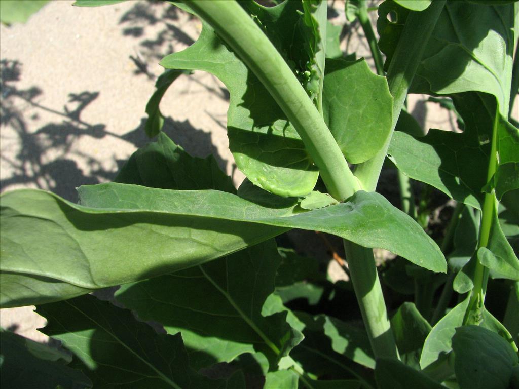 Brassica oleracea subsp. oleracea (door Bert Verbruggen)