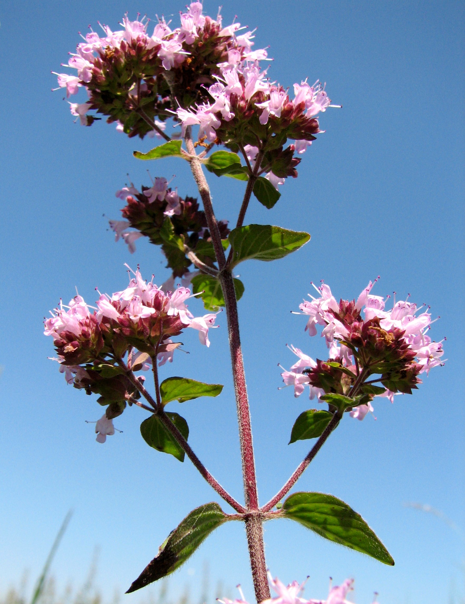 Origanum vulgare (door Bert Verbruggen)